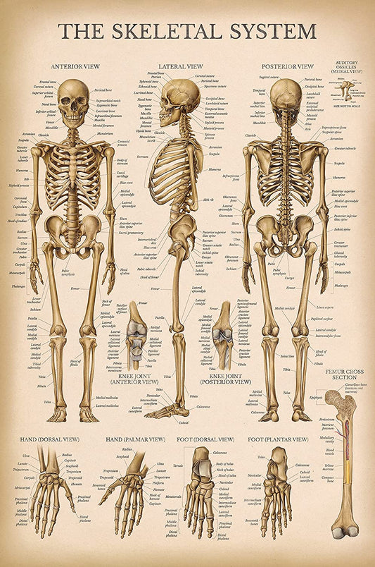 Vintage Skeletal Poster (18" x 27")