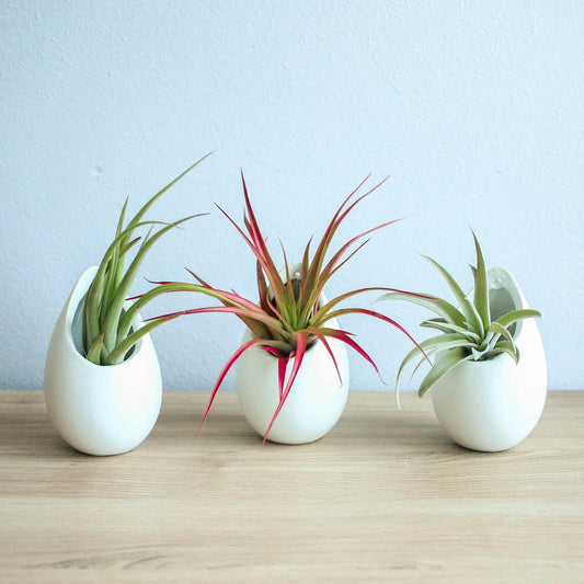 3 large ivory ceramic vases