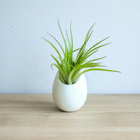 3 large ivory ceramic vases