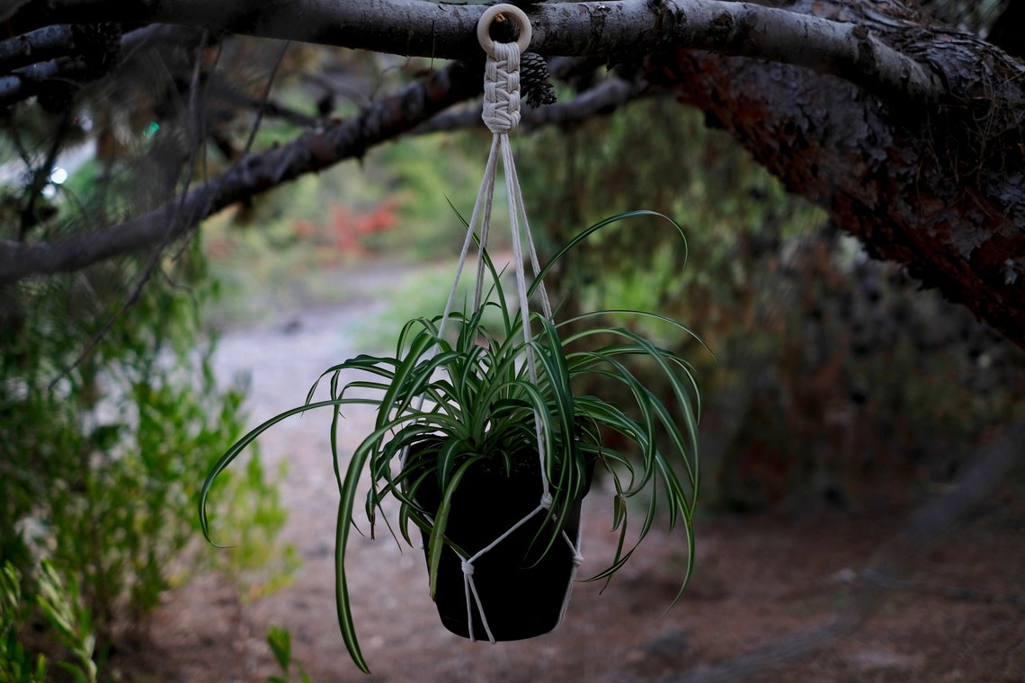 Simple and Elegant Macrame Plant Hanger, 15 Inch