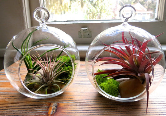 Set of 2 glass terrariums