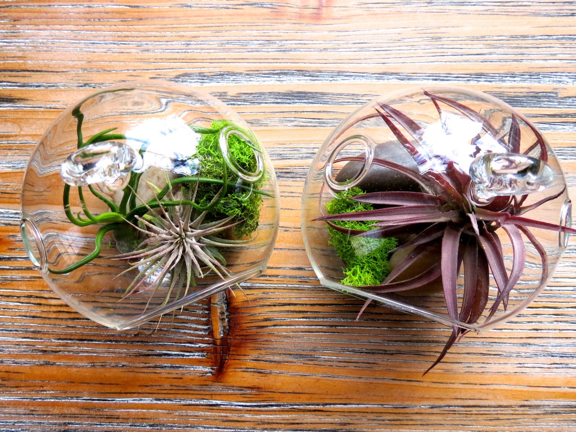 Set of 2 glass terrariums