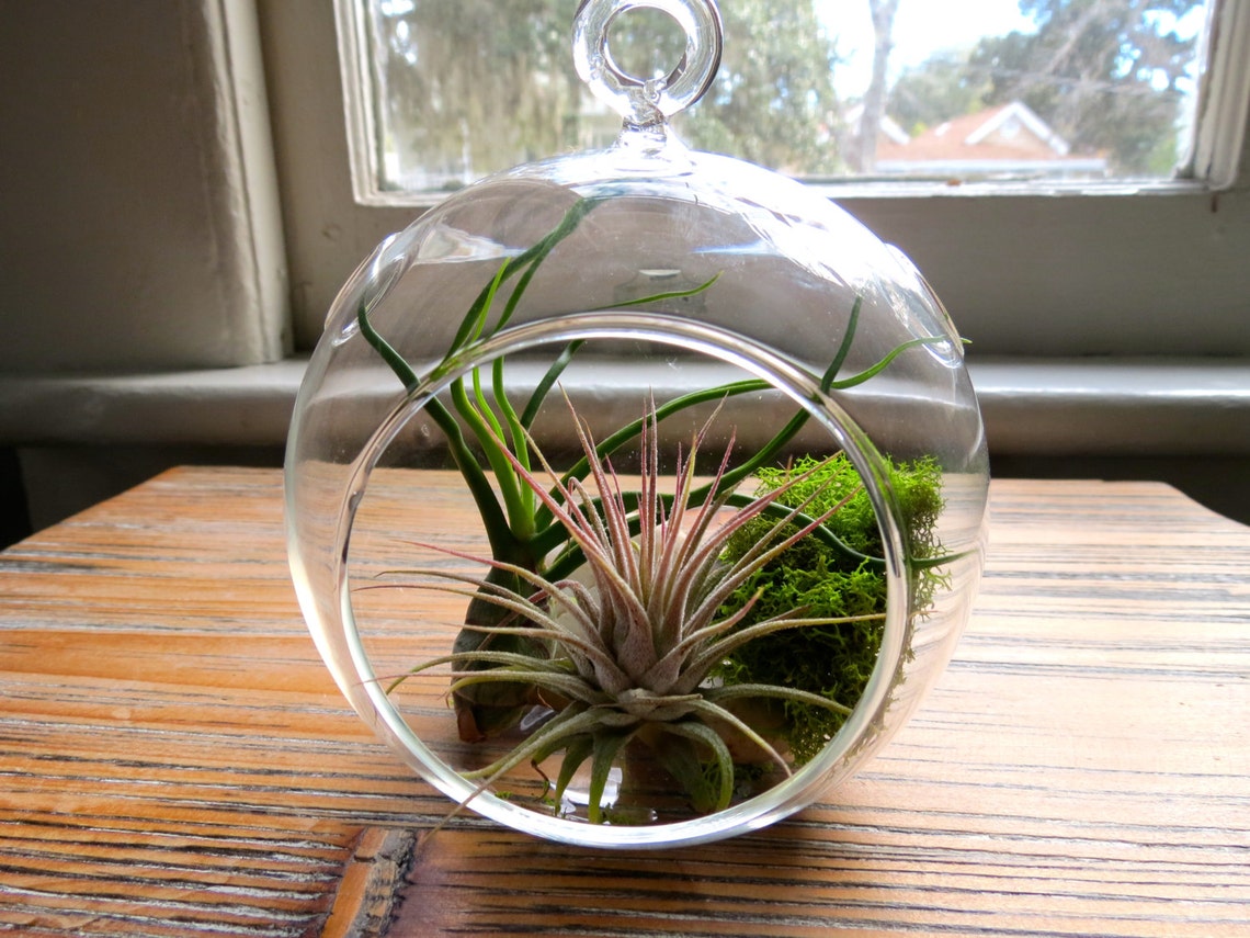 Set of 2 glass terrariums