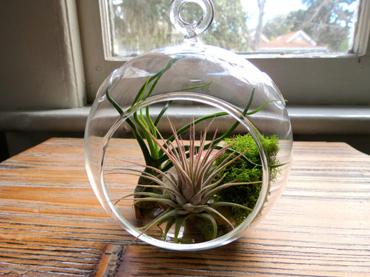 Set of 2 glass terrariums