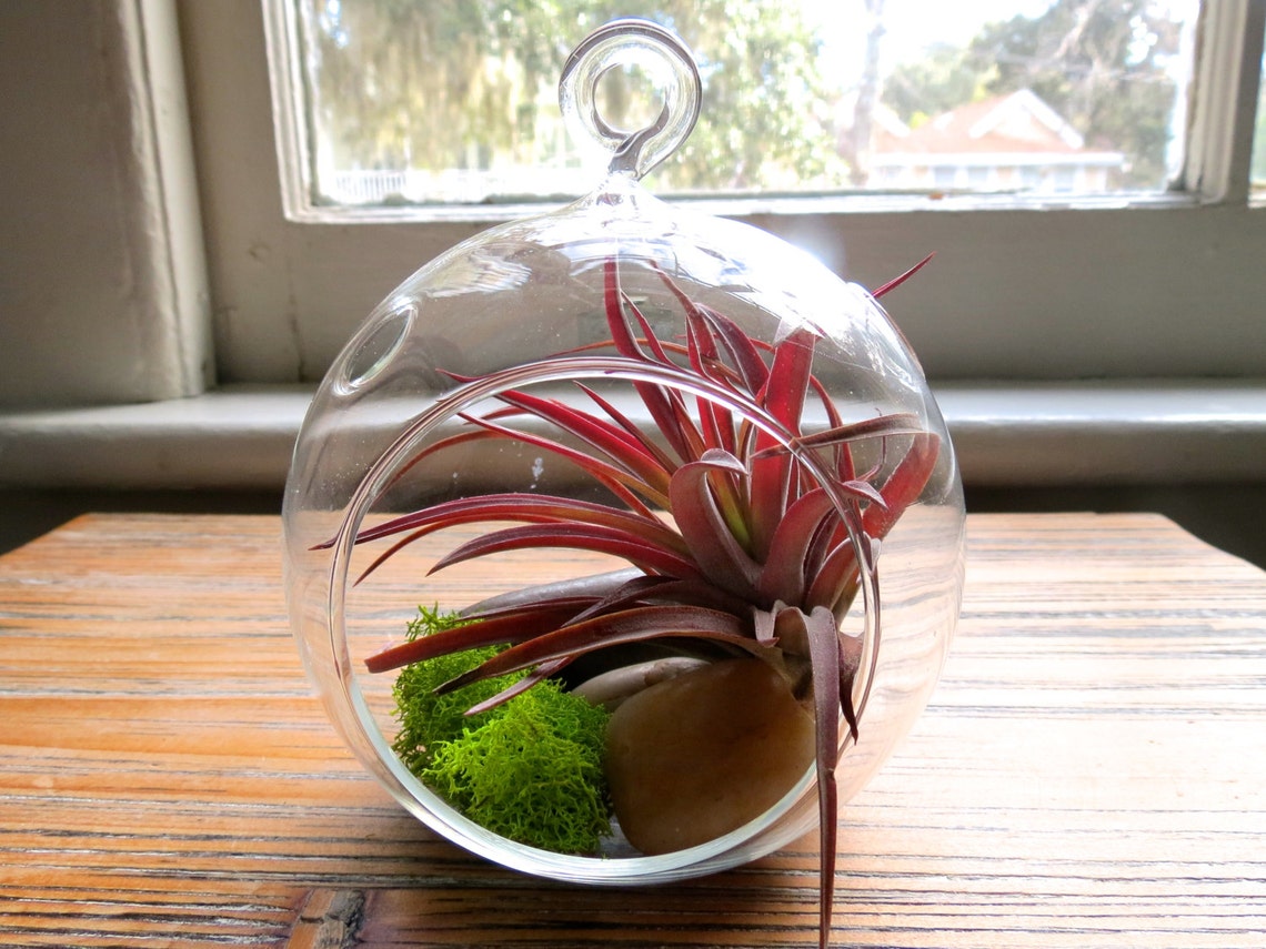 Set of 2 glass terrariums